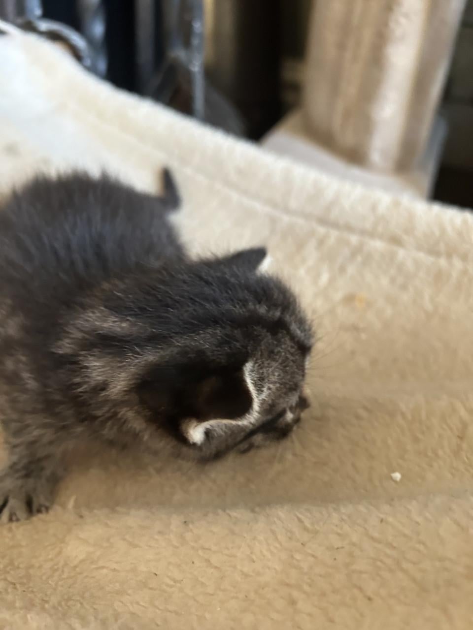 Prachtige kittens 😻