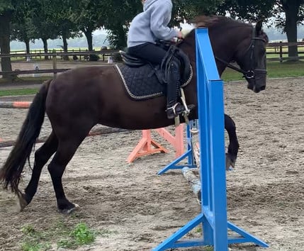 Mooie recreatie pony