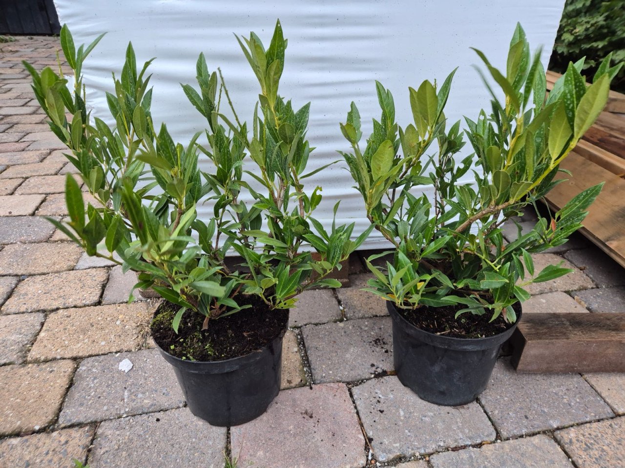 Prunus Otto Luijken laurierkers