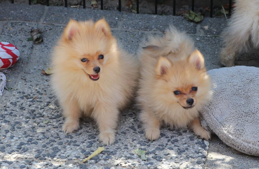 Pomeriaan pups  mogen verhuizen