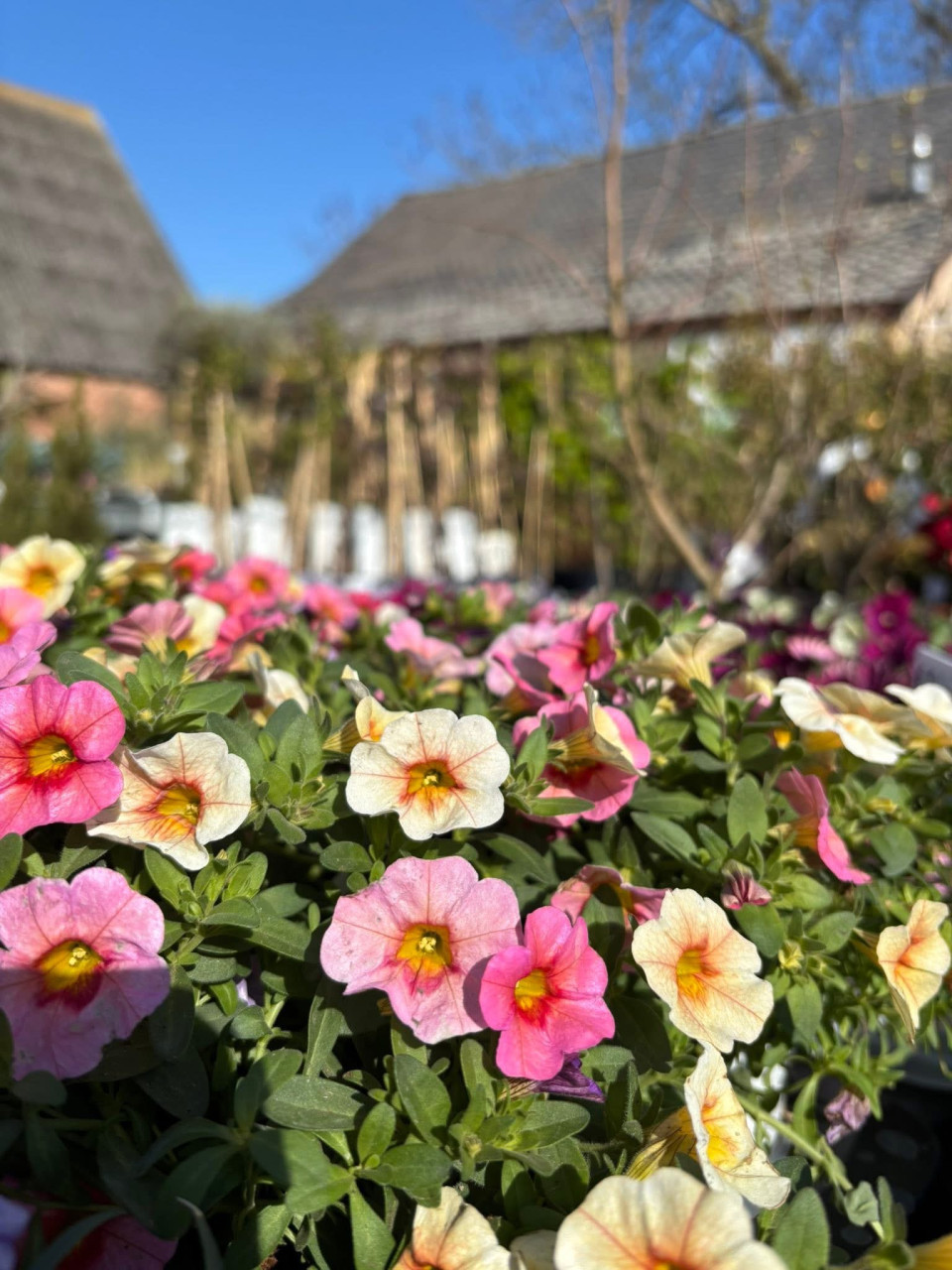 BUITENPLANTEN, SIERGRASSEN,BOMEN, BLOEIERS EN MEER ook voor binnen!