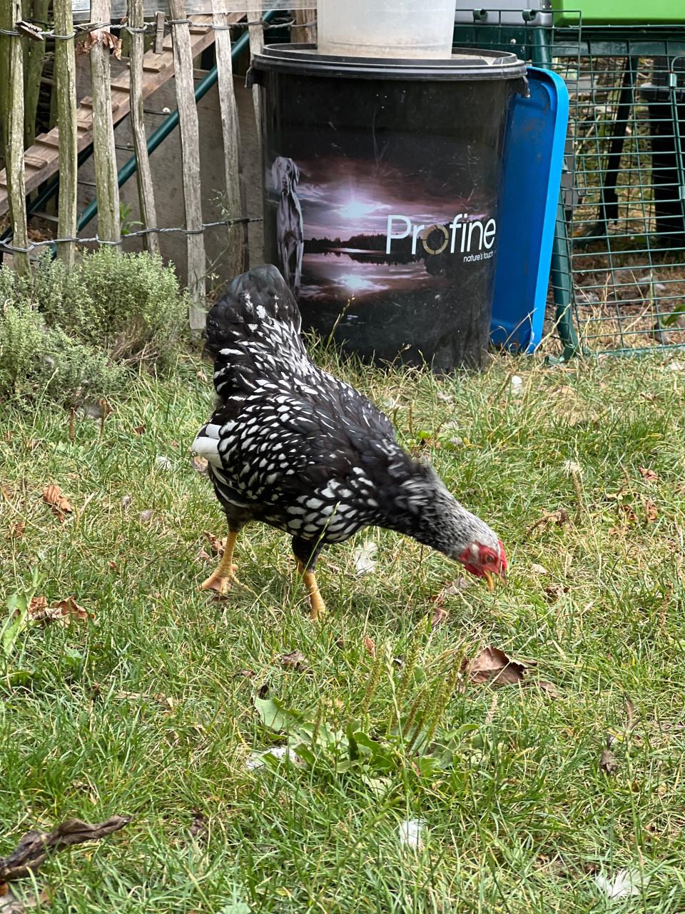 2 jonge hanen