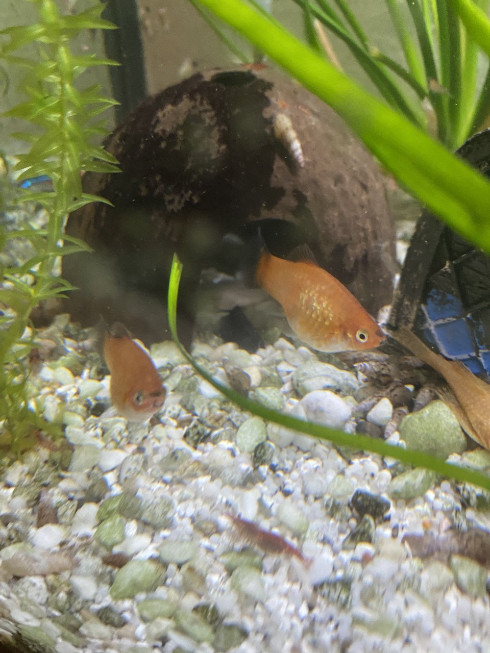 Aquariumvissen
