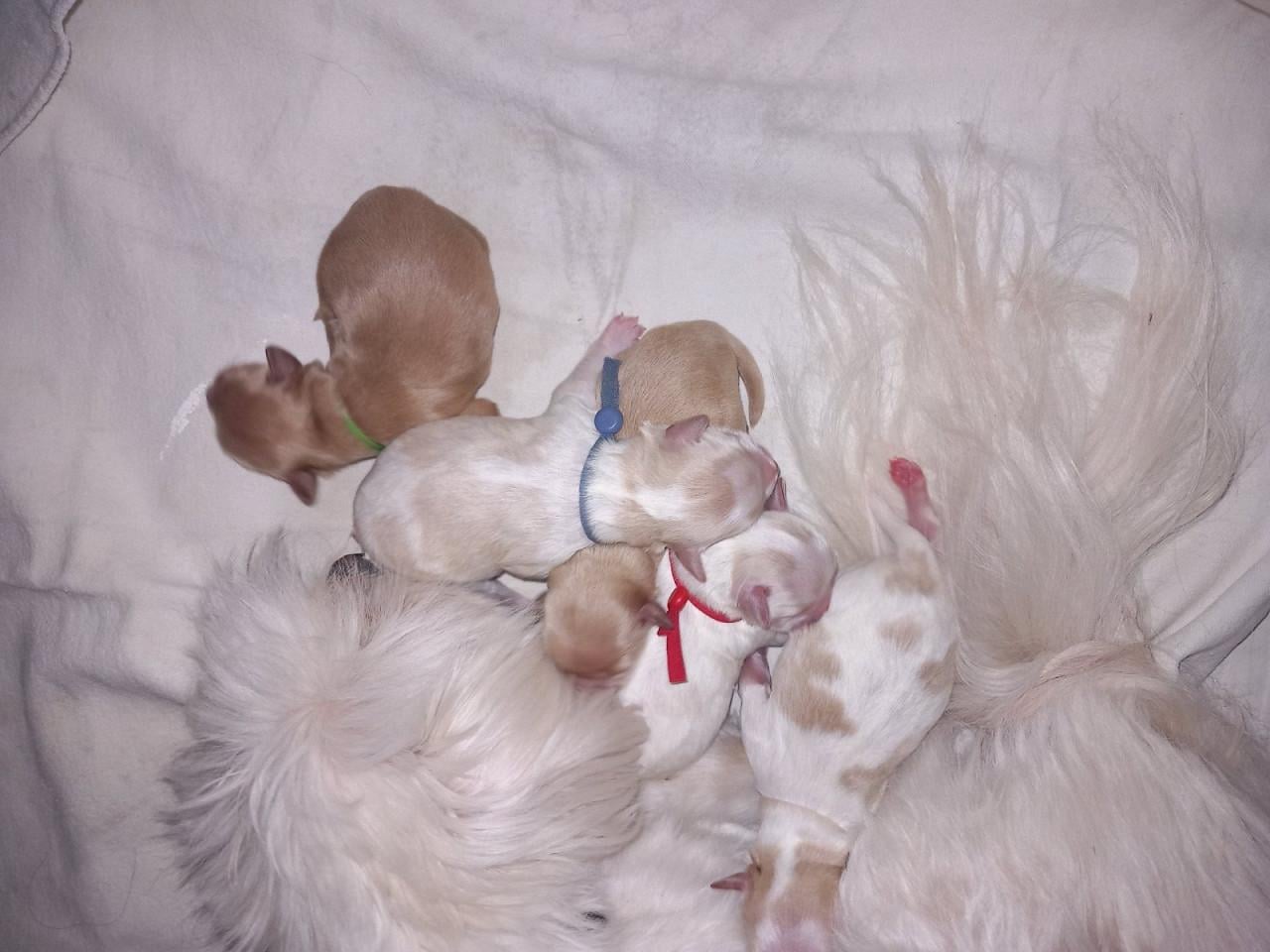 Boompoo pups