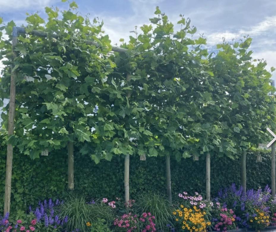 Lei plataan stamhoogte 200cm 4x