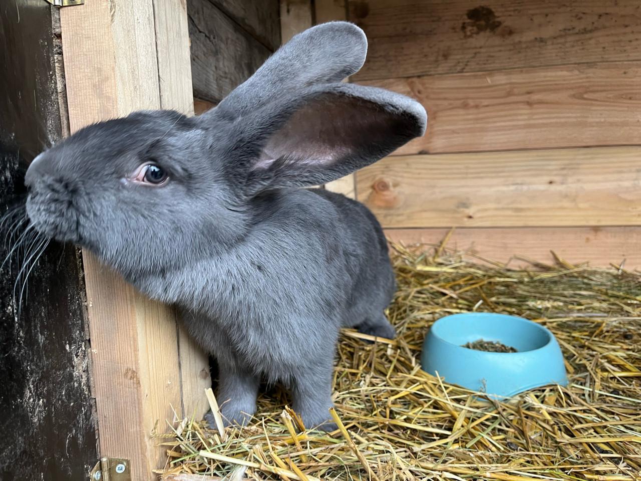 Raszuivere duitse reus voedster