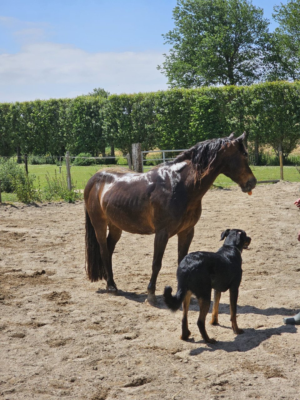 Recreatie pony te koop