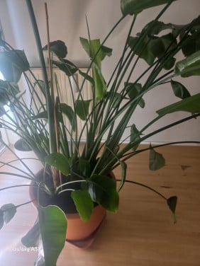 Strelitzia  - Paradijsvogelplant