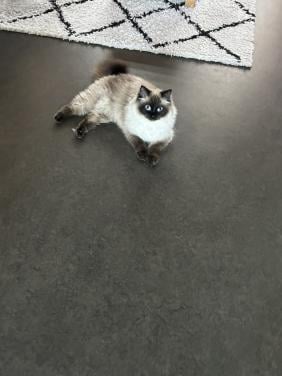 Ragdoll poes blauwe ogen uit geteste ouders