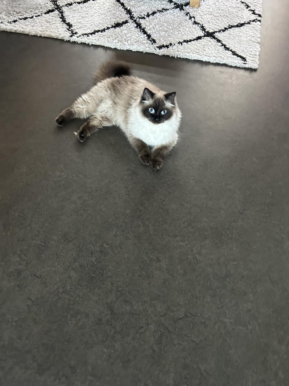 Ragdoll poes blauwe ogen uit geteste ouders