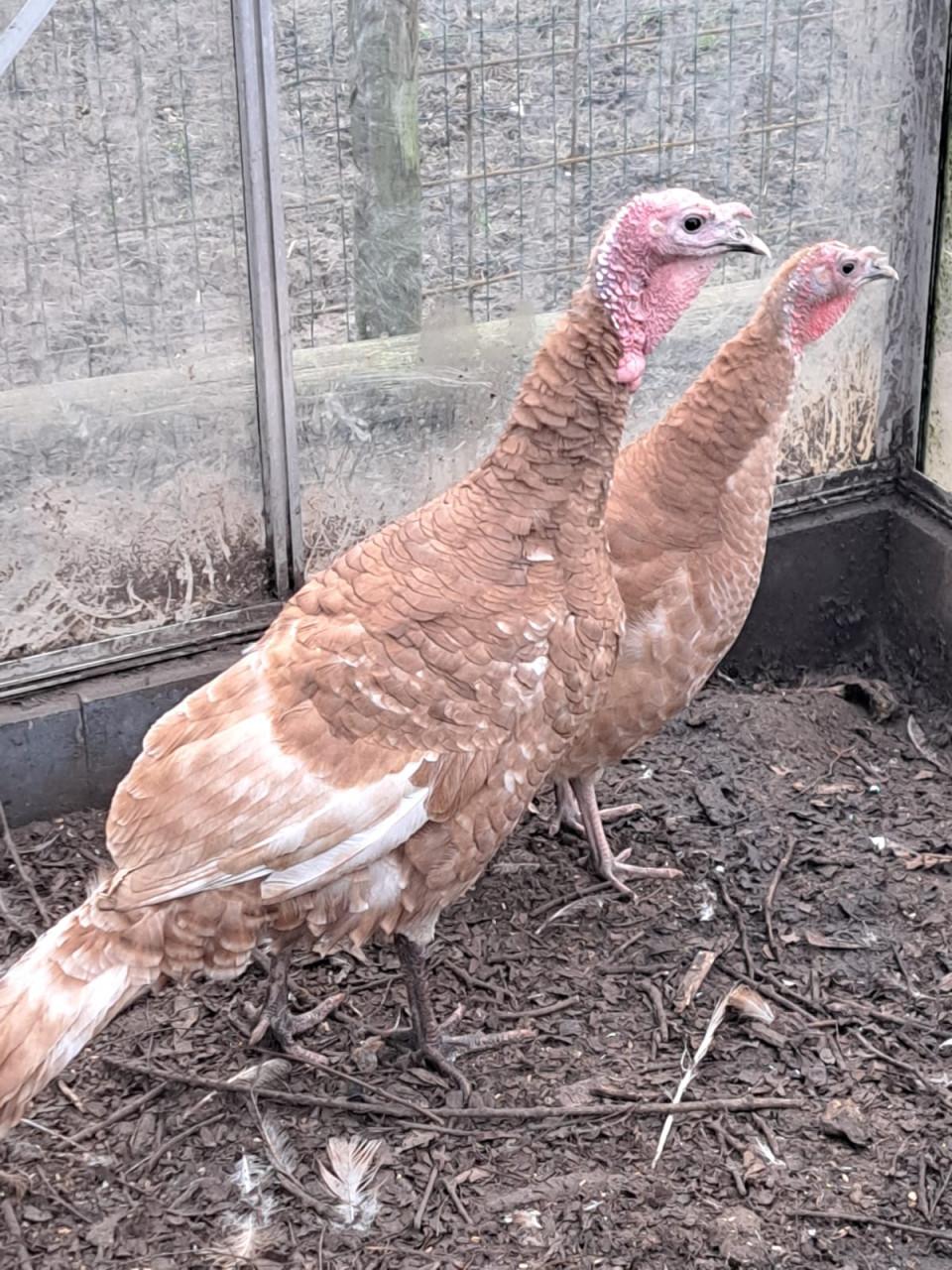 Rode Ardenner Kalkoenen