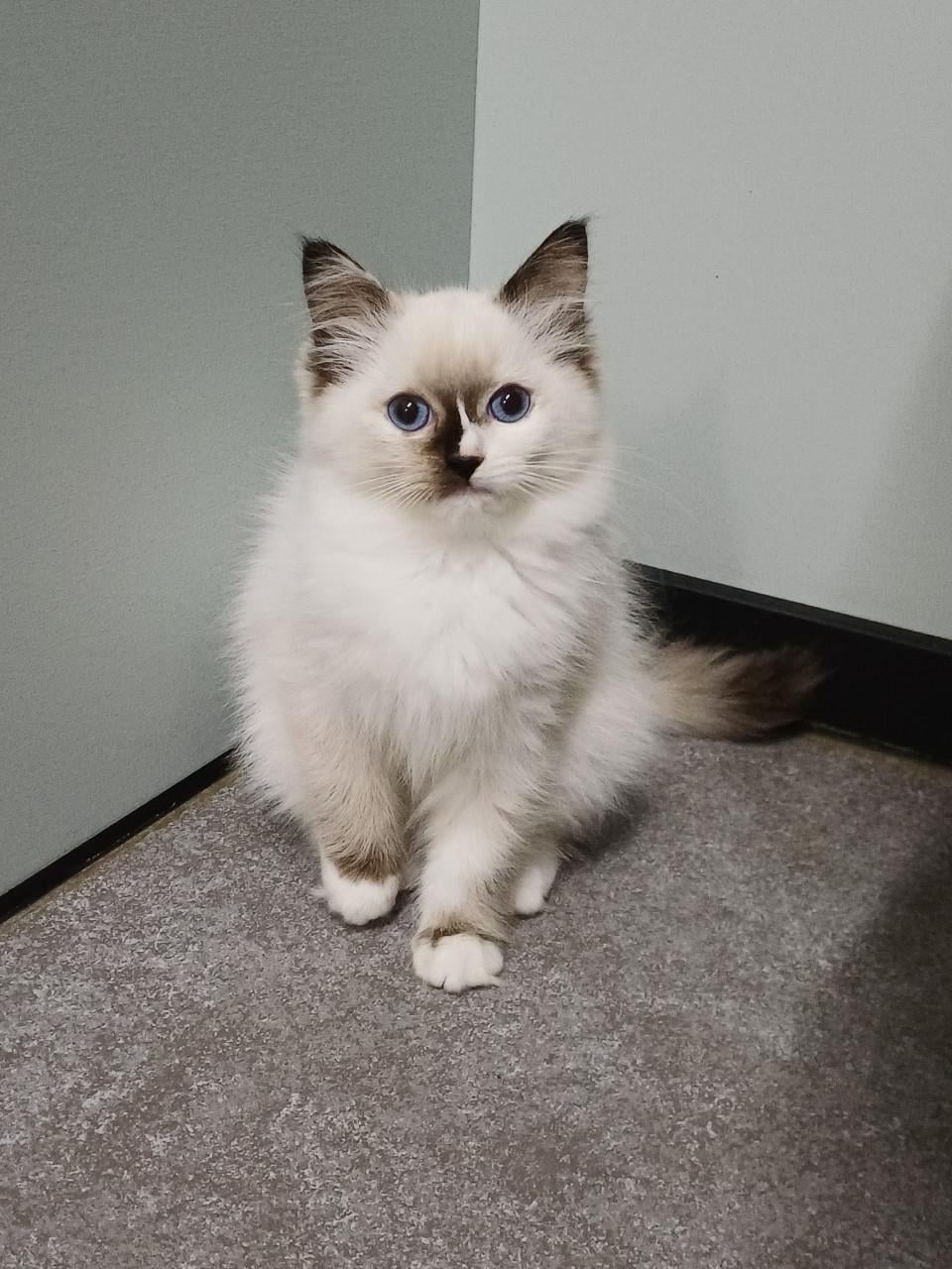 Prachtig Ragdoll poesje met stamboom mag verhuizen.