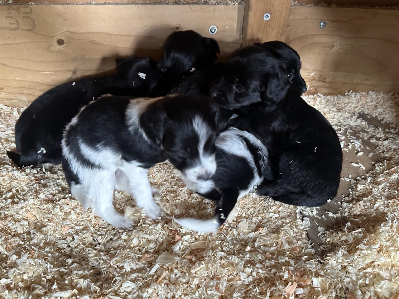 Lieve kruising markies puppy's te koop