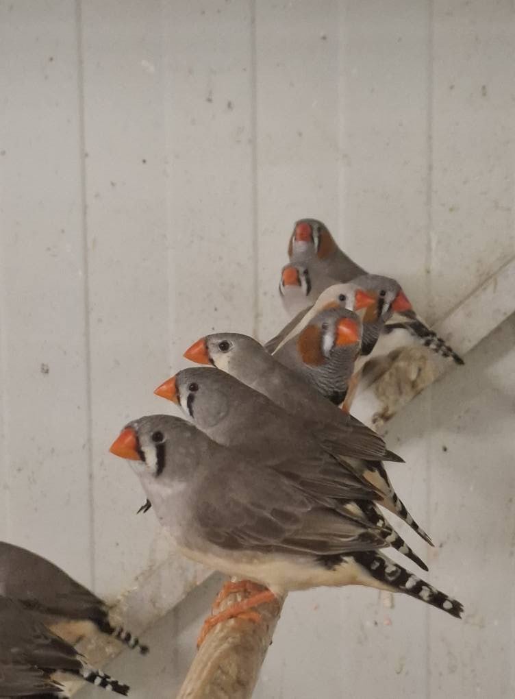 Gezocht voor deze week: Grasparkieten, kanaries, zebravinken, valkparkieten
