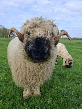2 schapen Walliser Schwarznase