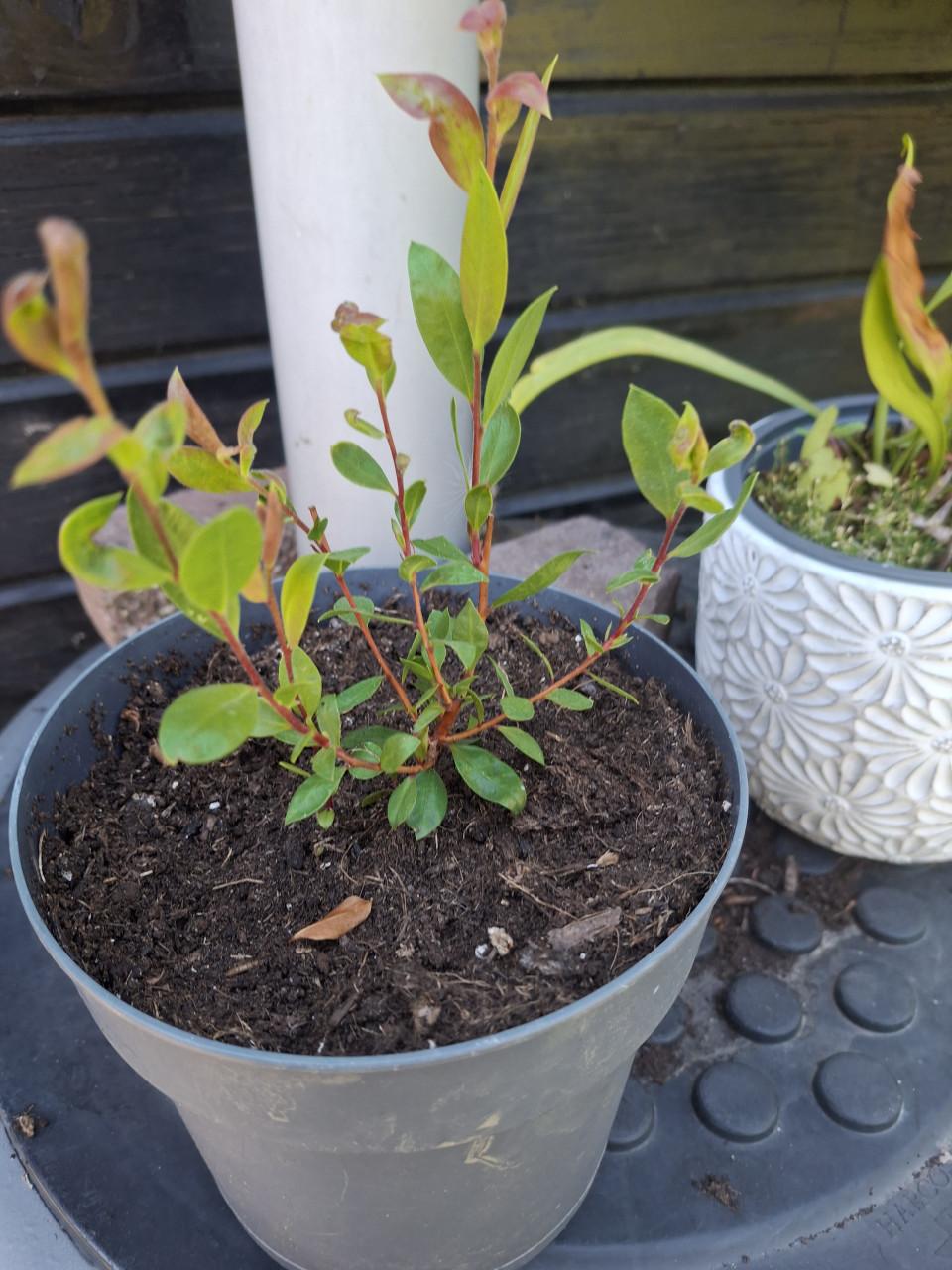 Rode lampenpoetserplant