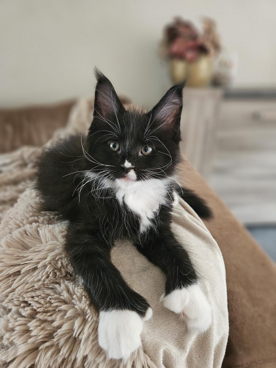 Maine coon kittens