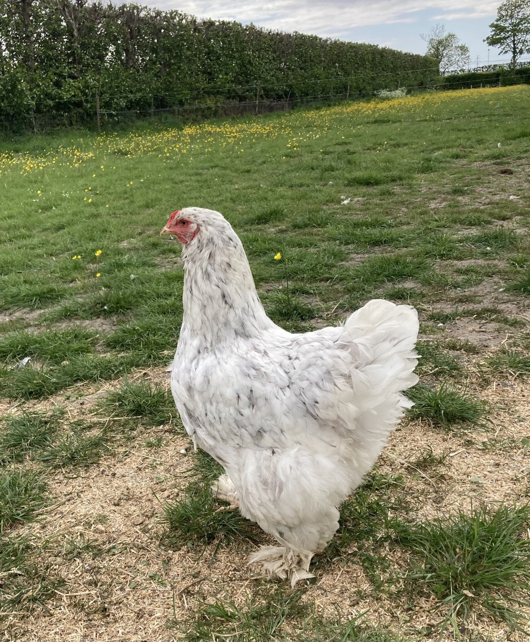 Broedeieren Jersey Giant, Brahma, zijdehoen en groenlegger