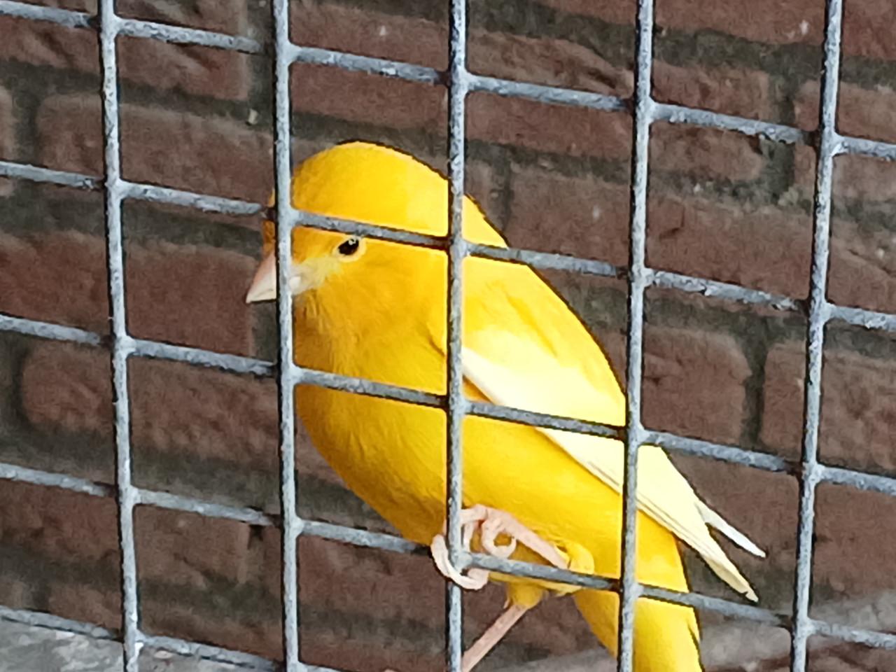 Mooie gele zangkanarie