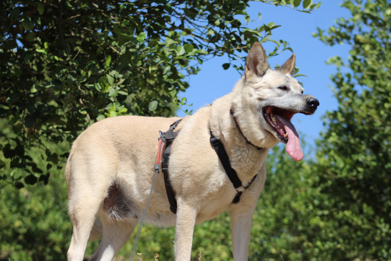 Alora Dog Rescue: Maria is het vertrouwen in de mens niet verloren