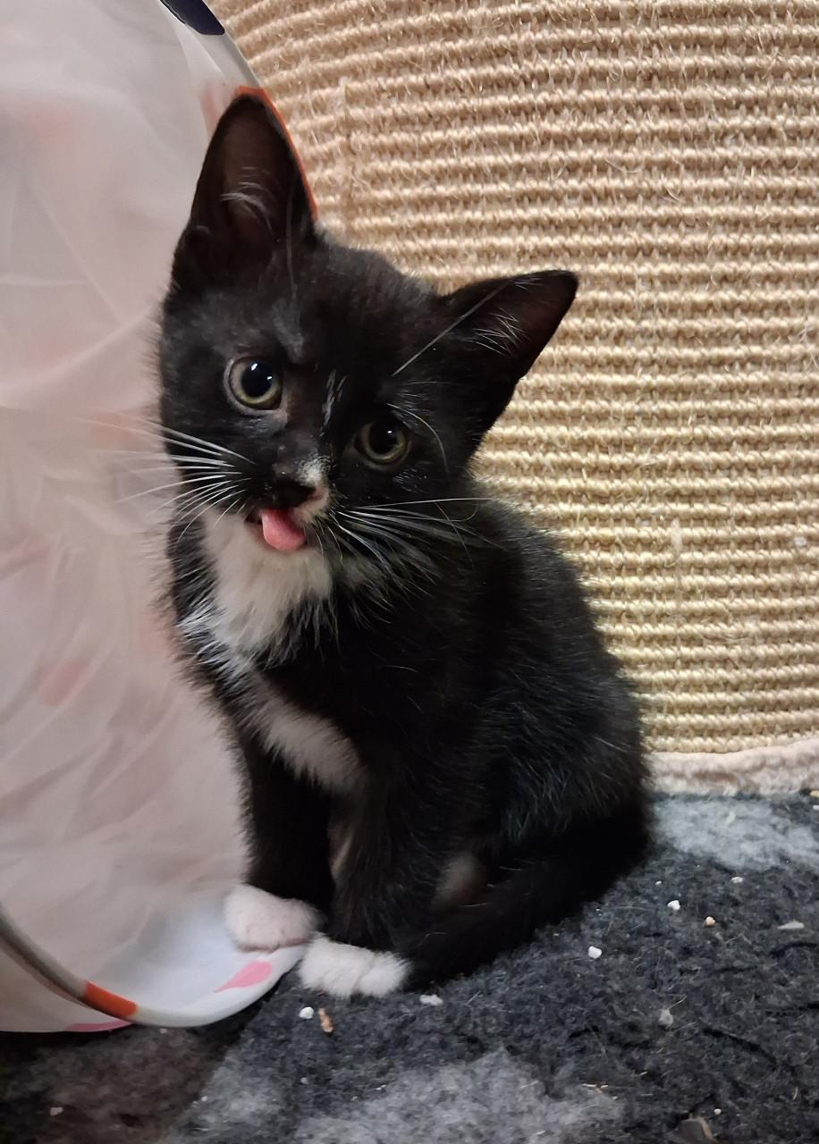 Super leuke kittens!