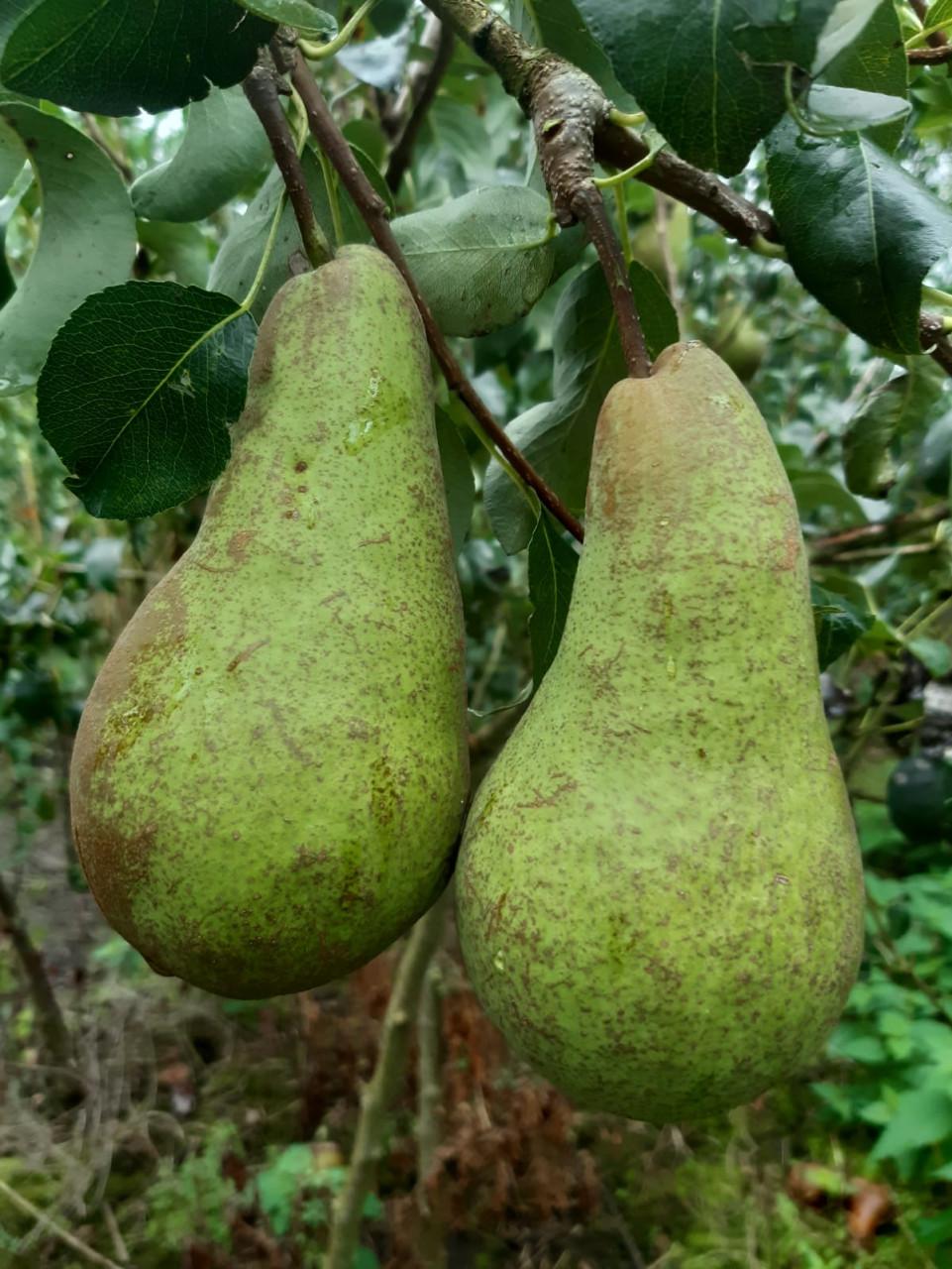 Fruitbomen en kleinfruitstruiken te koop