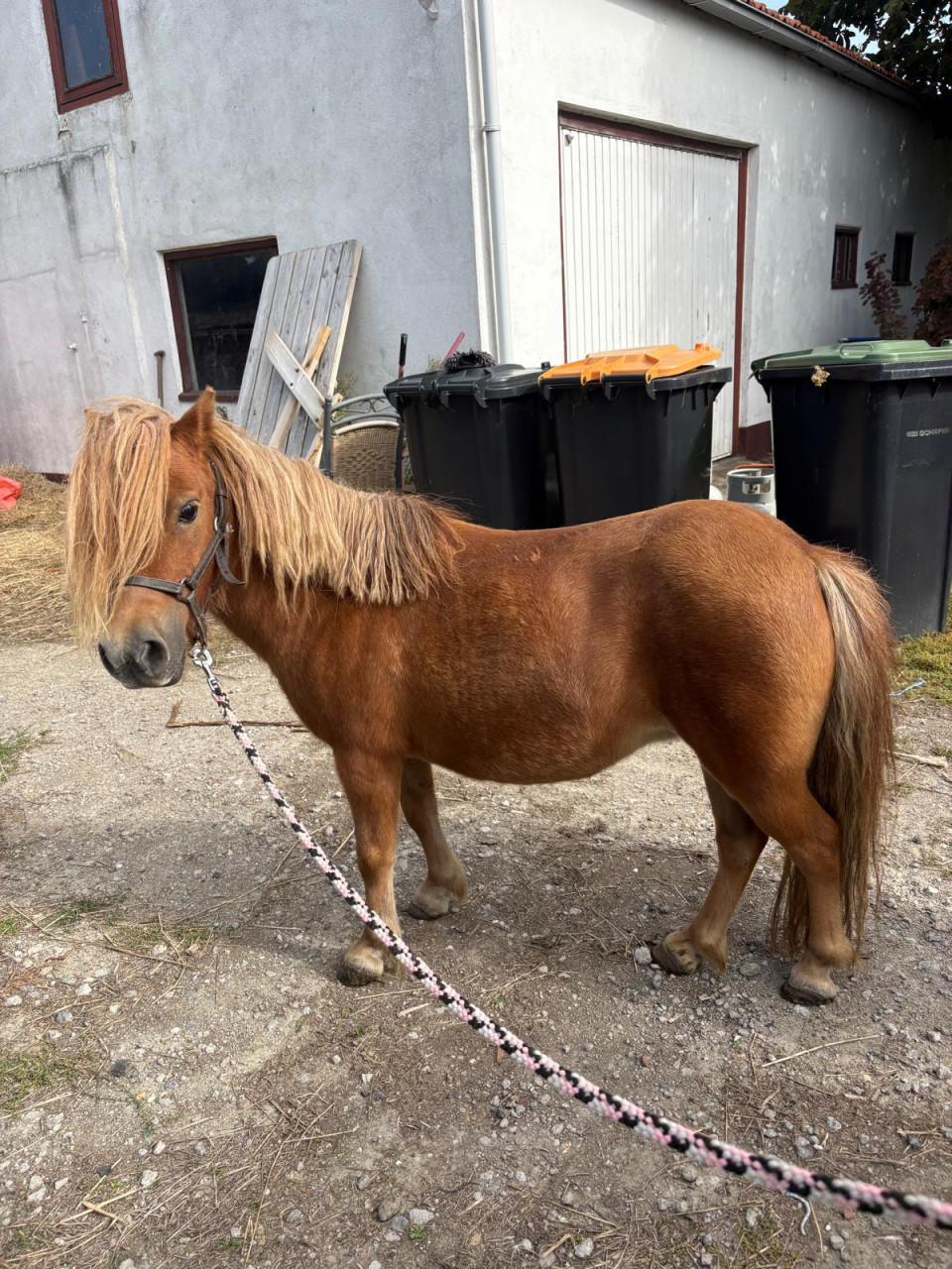 Te koop Shetland merrie