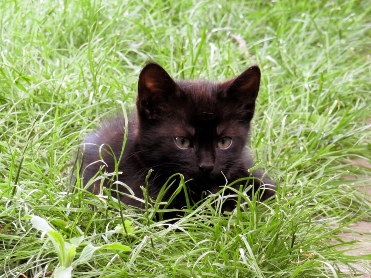 Kittens