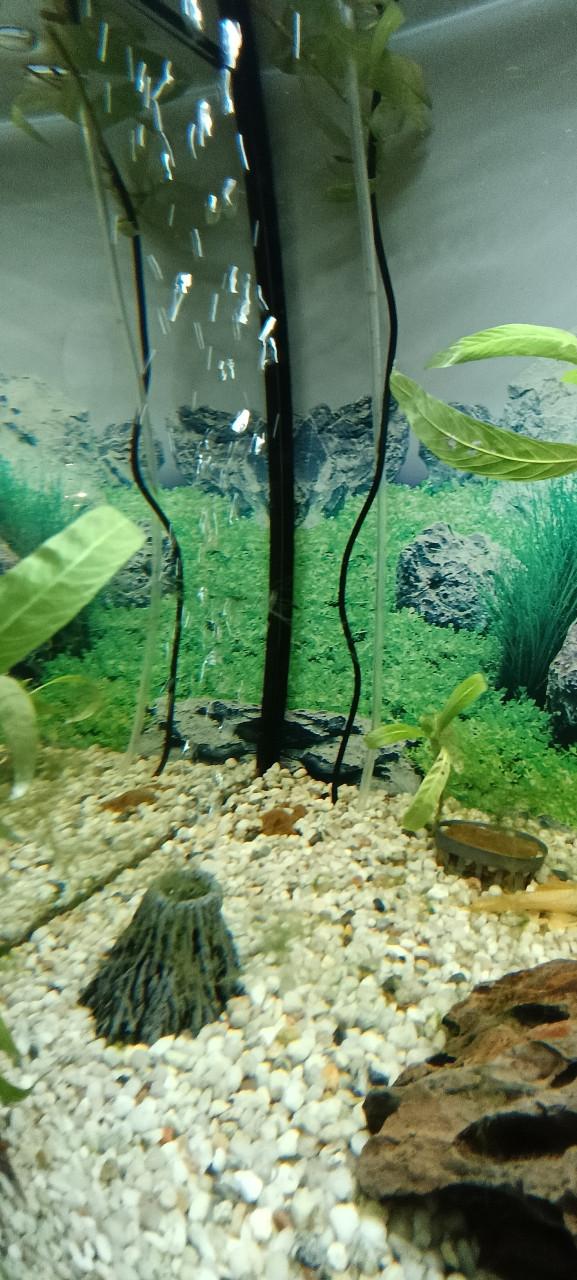 Juwel Rio 180 aquarium