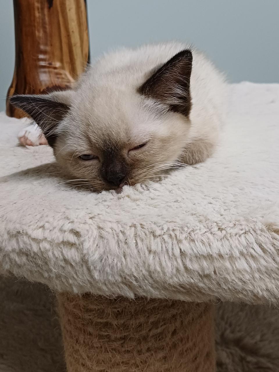 Prachtige Britse Korthaar x Ragdoll kittens beschikbaar.