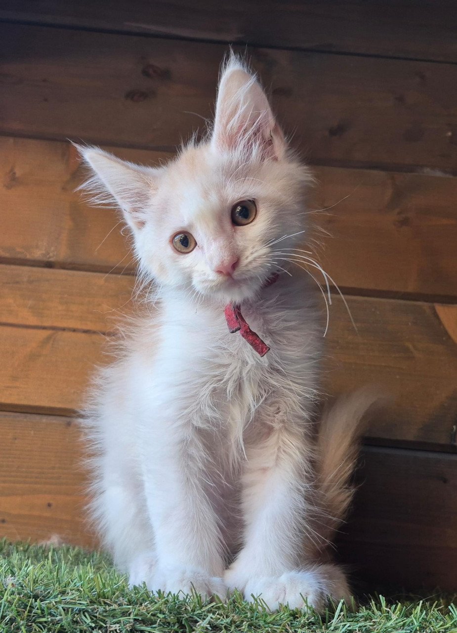 Maine coon kittens