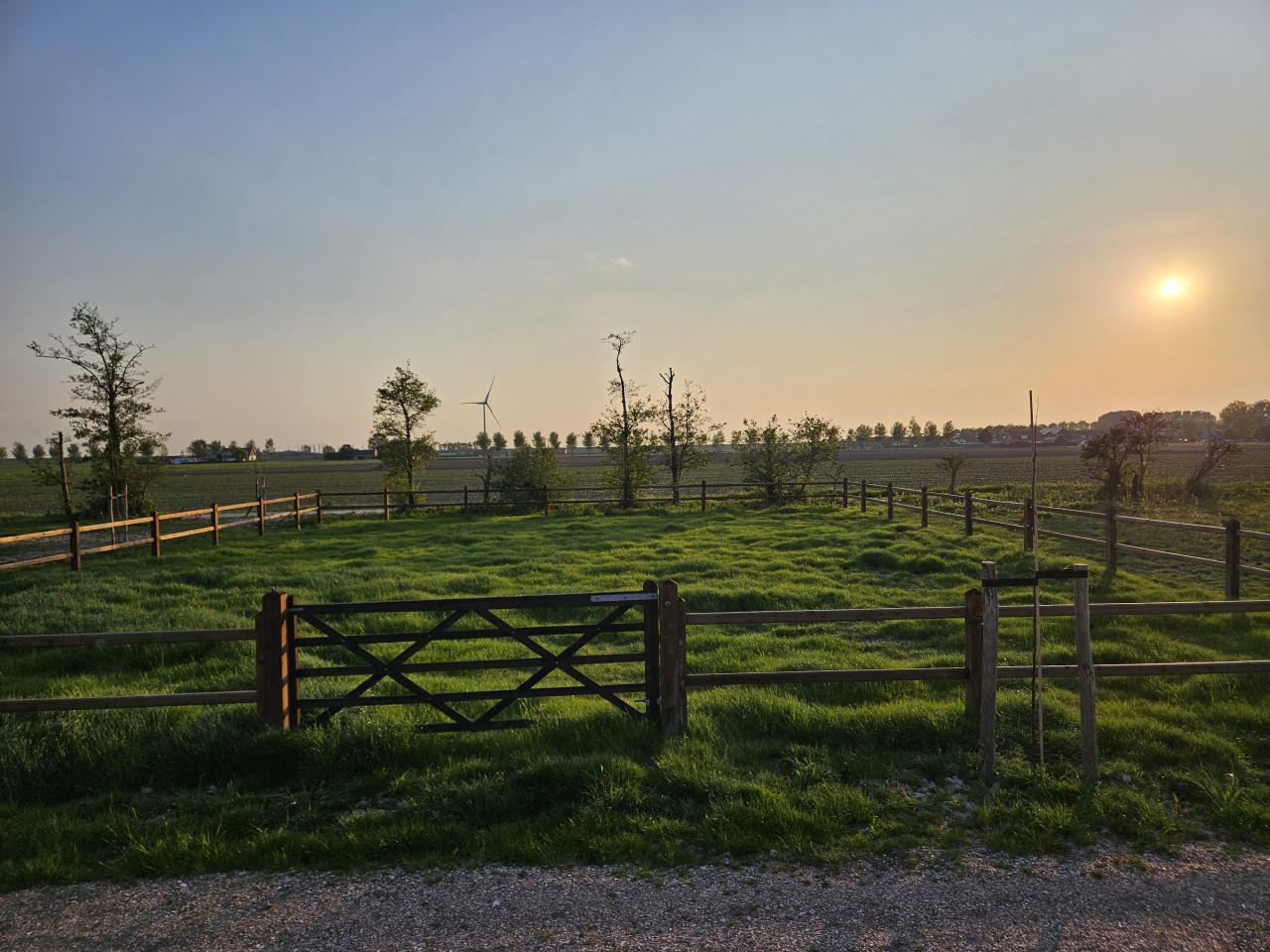 Weidegang voor pony