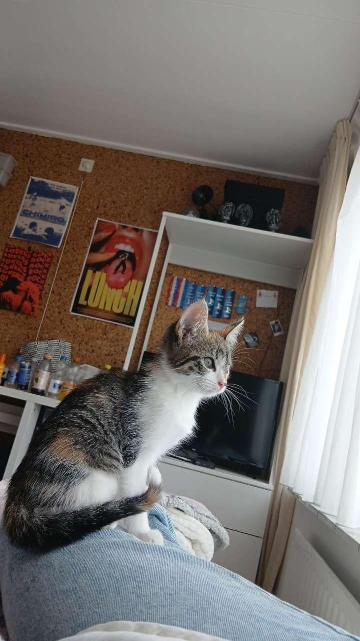 Kitten