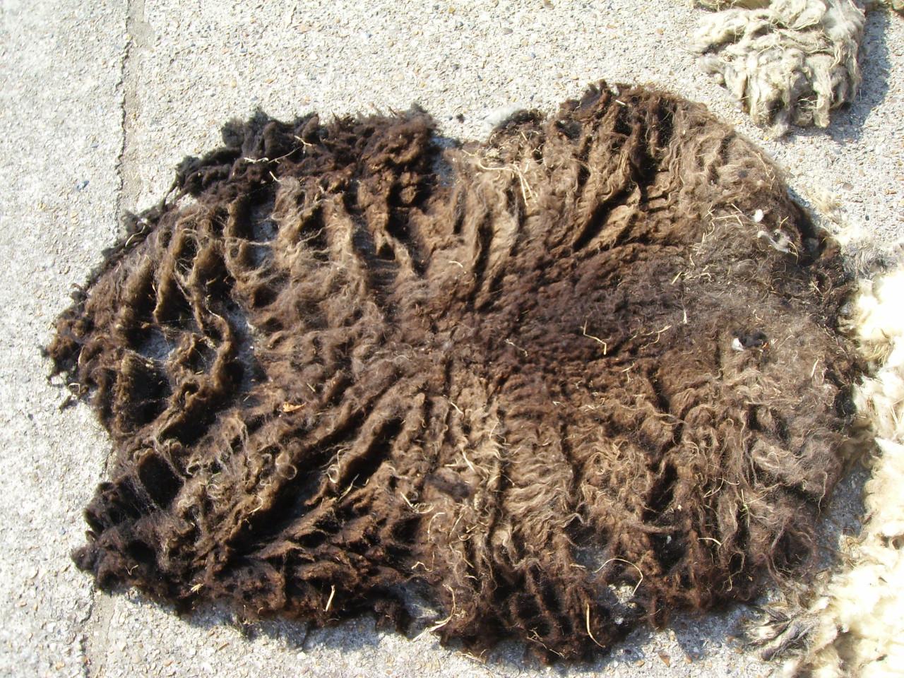 Schapenwol