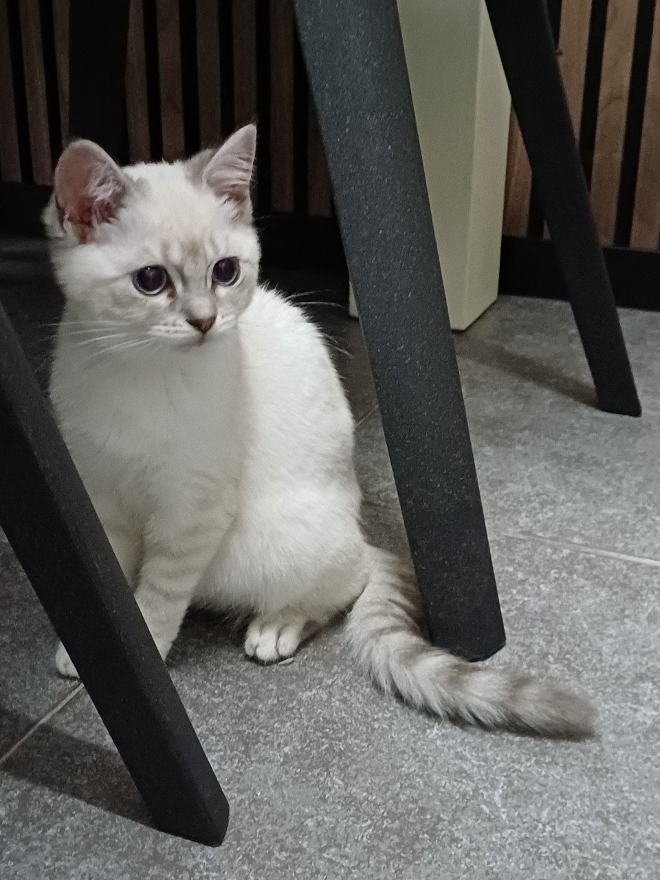 Super leuke Britskorthaar x Ragdoll kittens beschikbaar POESJES