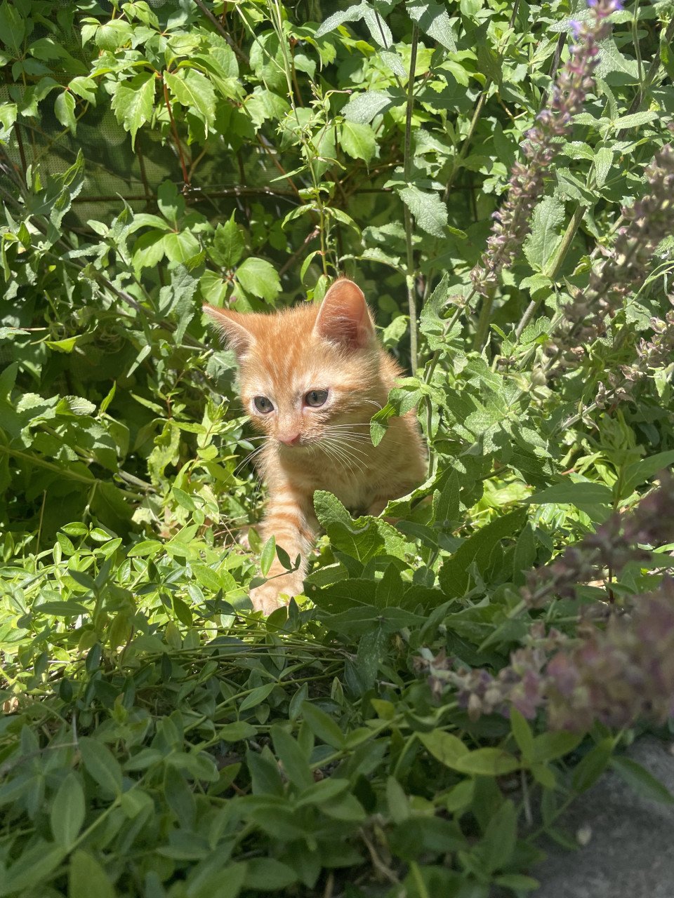 Kittens te koop