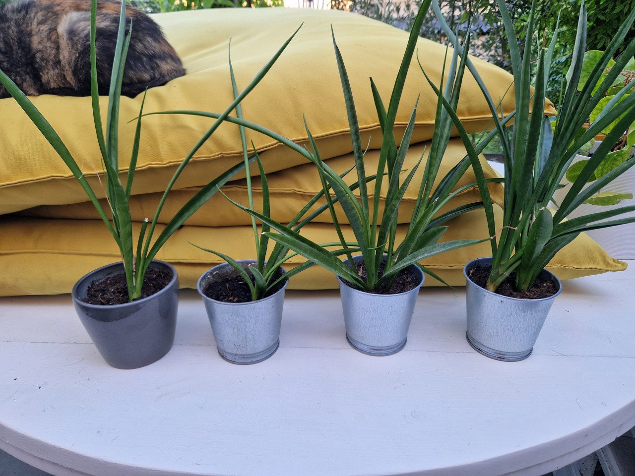 Planten