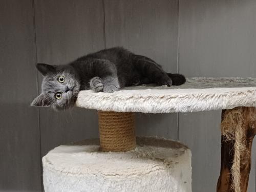 Prachtige BritskorthaarxRagdoll kittens beschikbaar