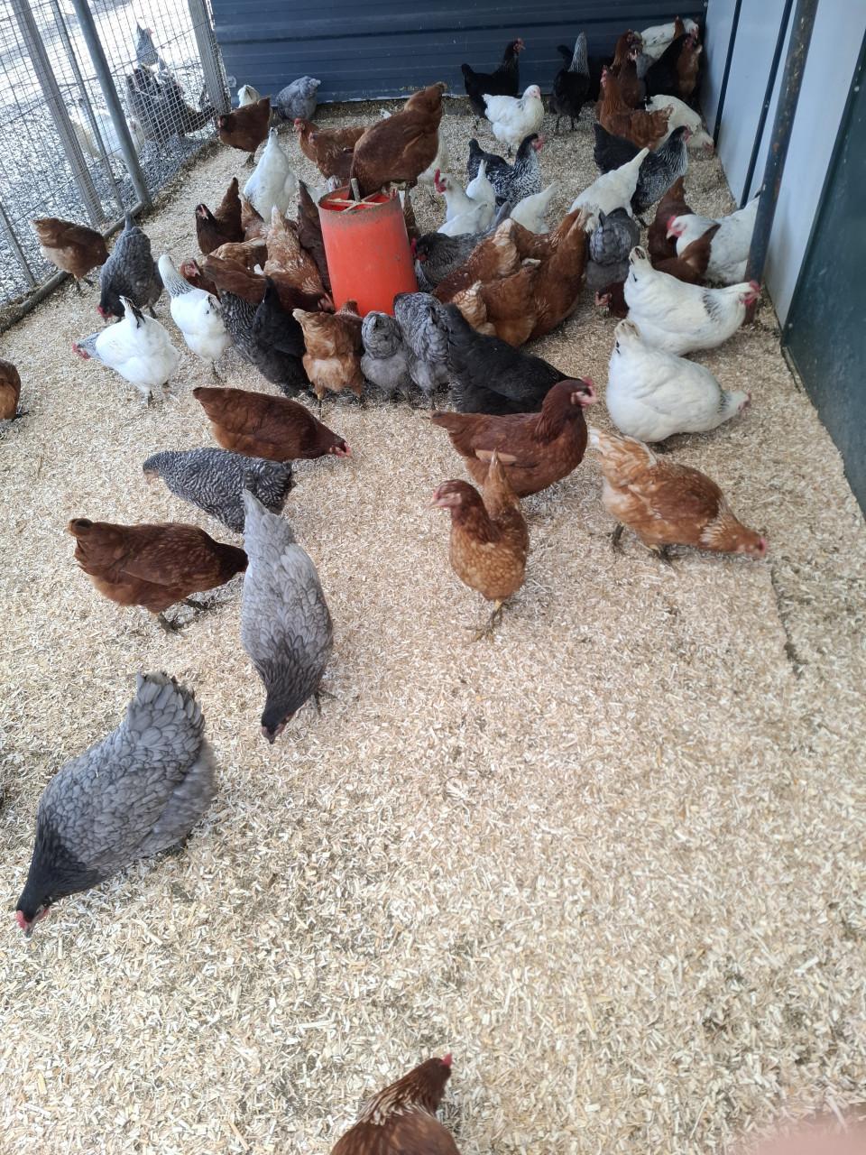 Er zijn weer volop nieuwe leghennen, sier- en krielkippen