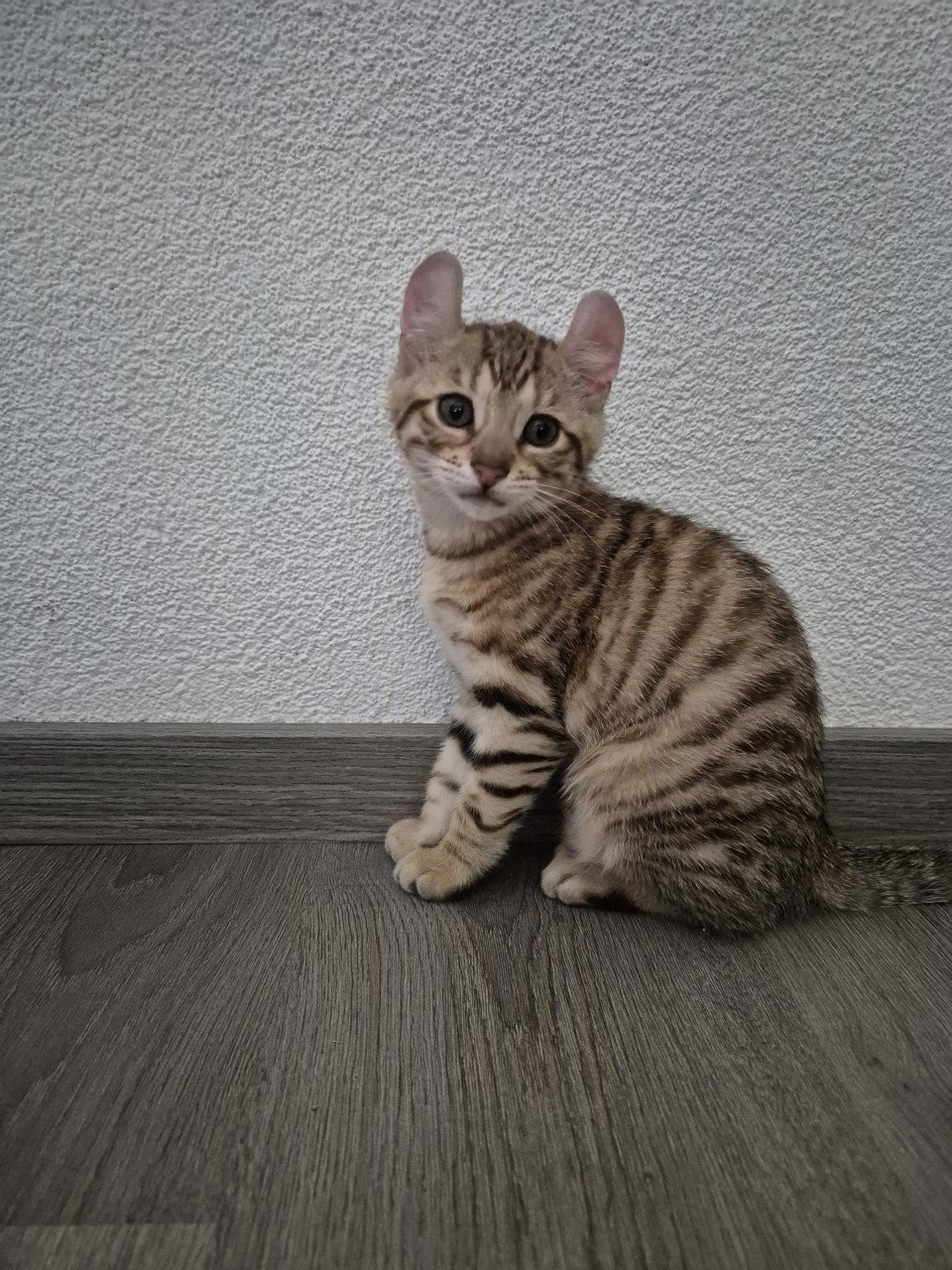 Kittens