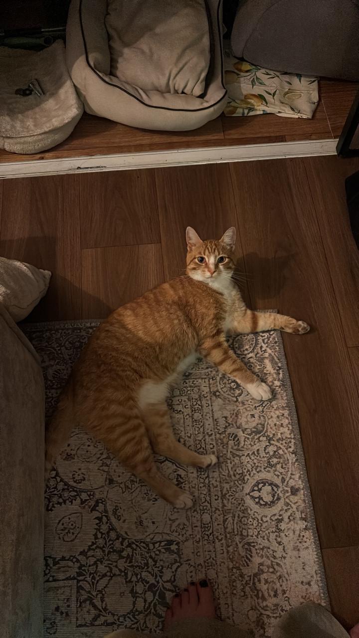 Kater vermist!!!!