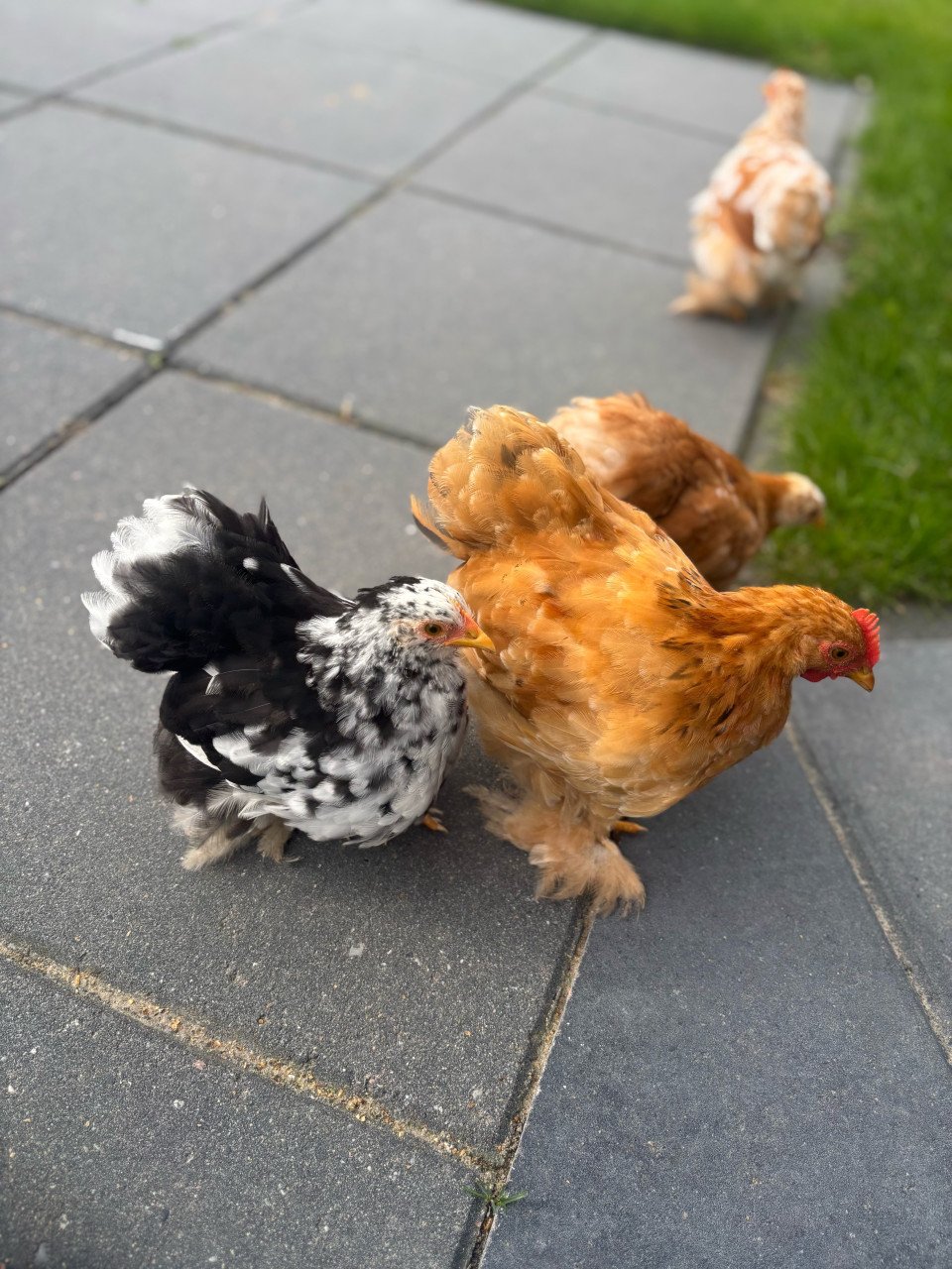 2 Cochin haantjes en 2 hennetjes te koop