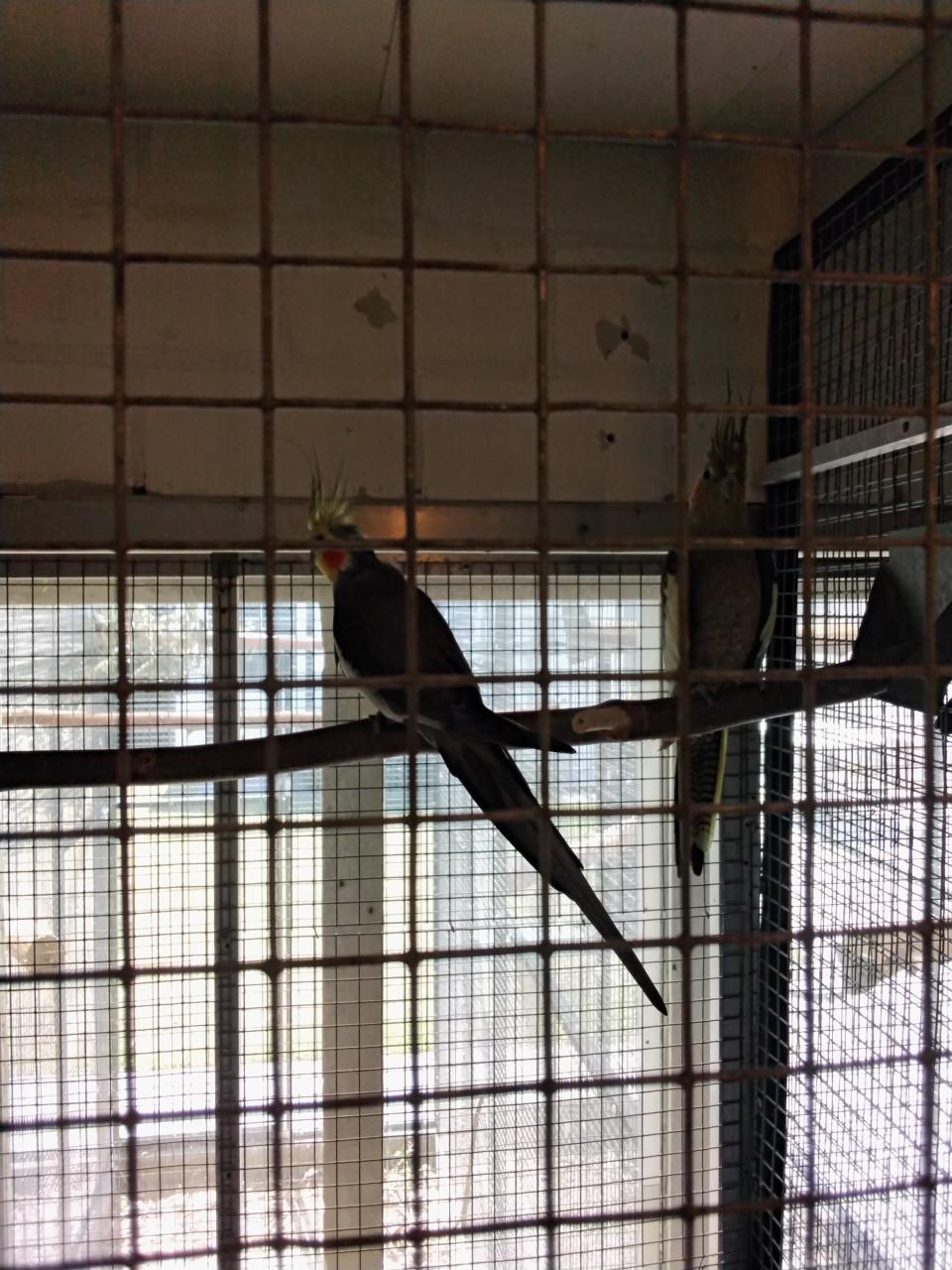 Vogels