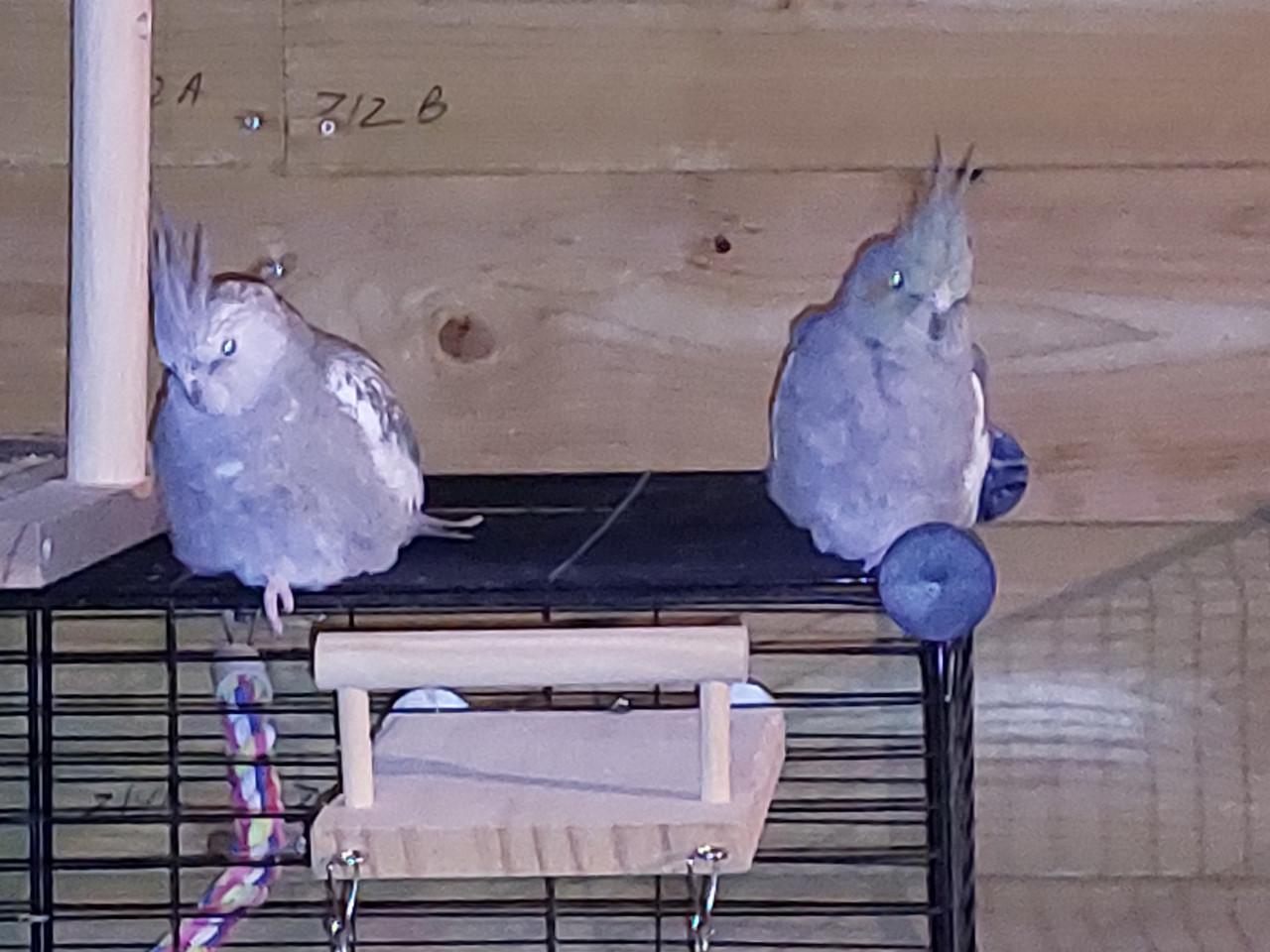 Valkparkieten 4 gratis