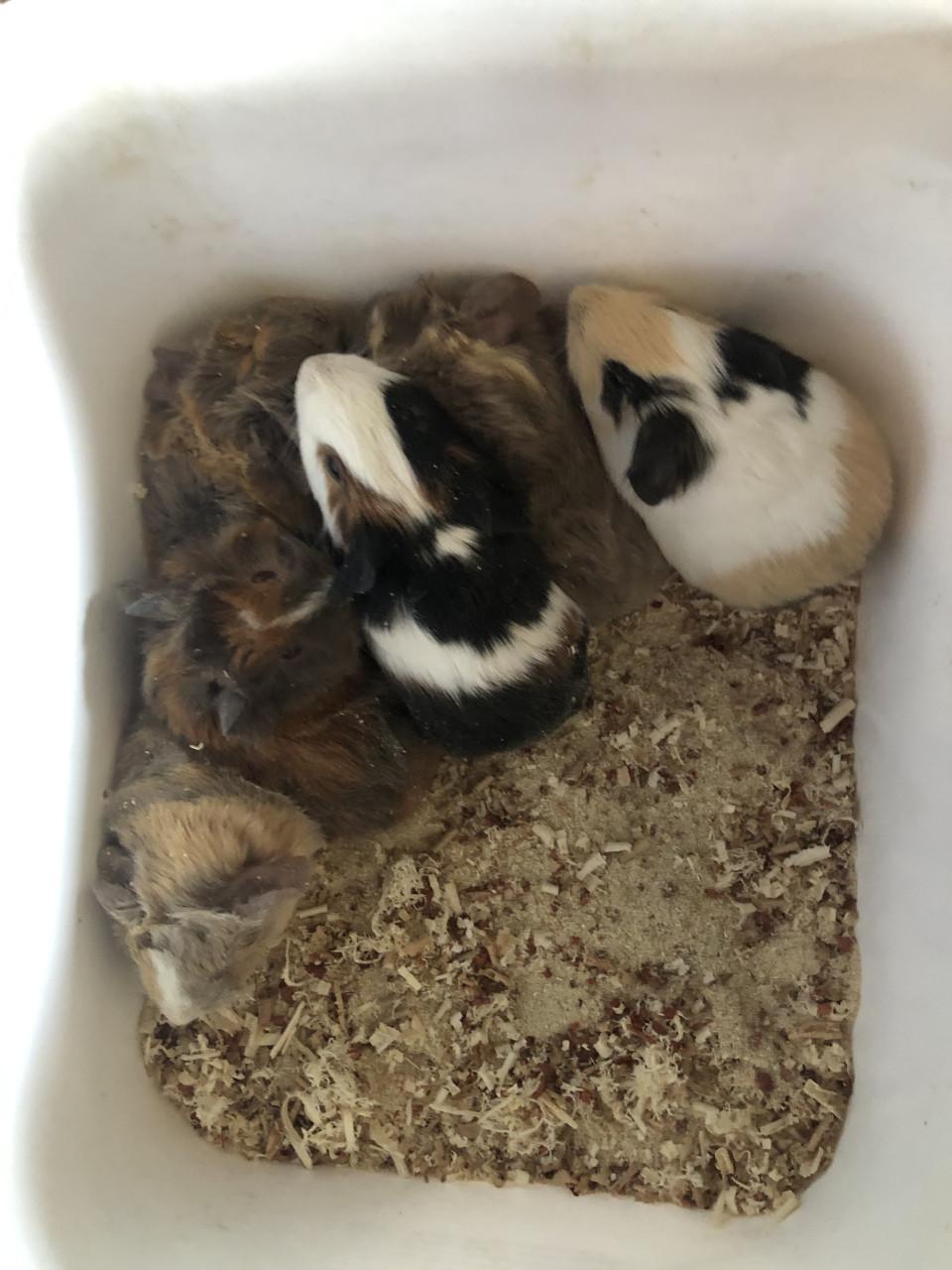 Knappe baby cavia’s!!