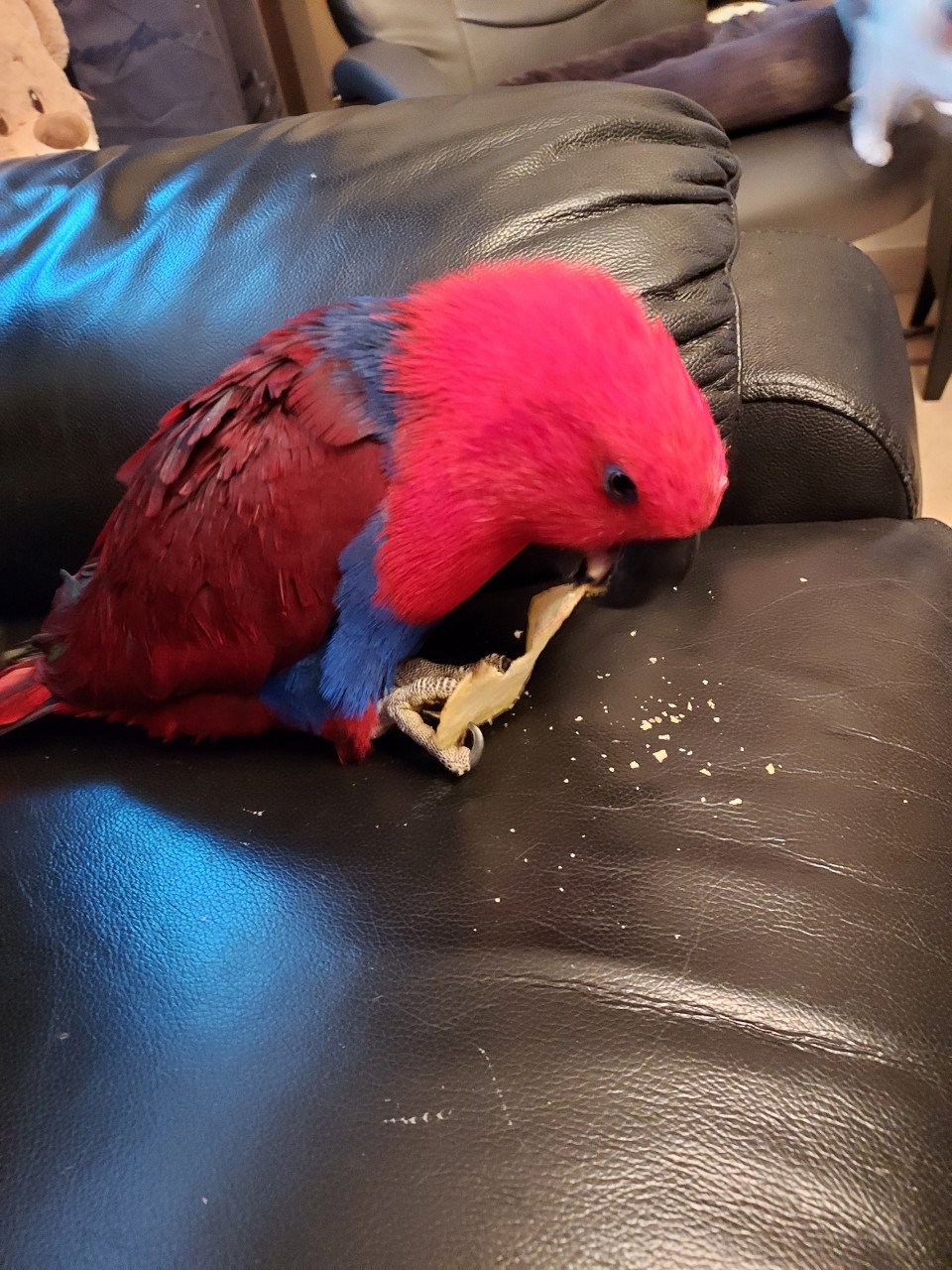 Te koop papagaai  met toebehoren