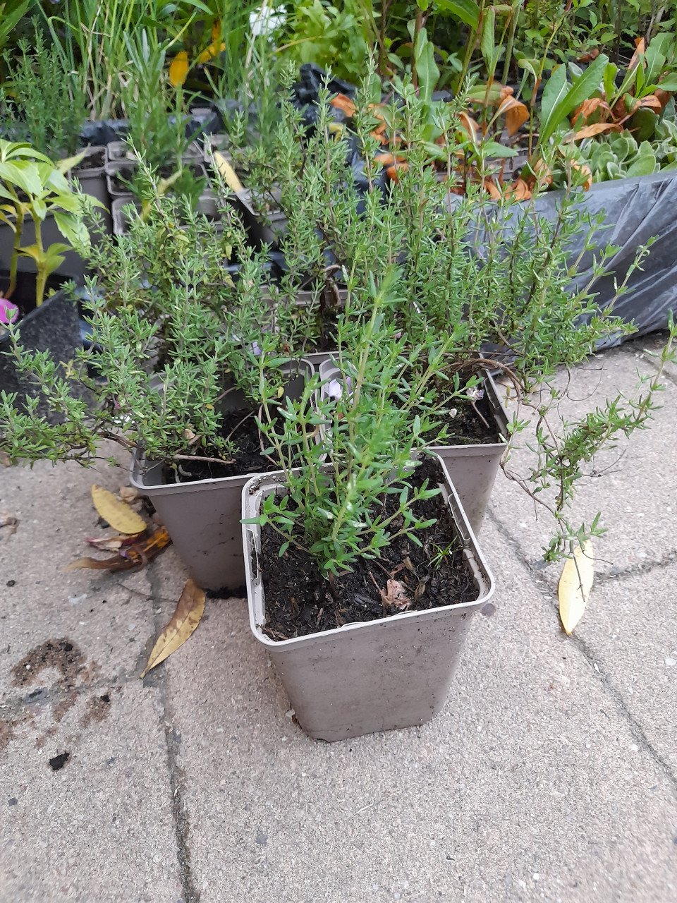 Vaste planten uit hobbykweek