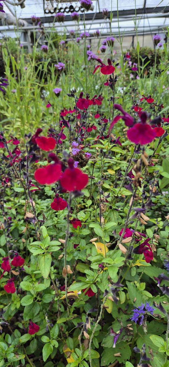 Tuinplanten assortiment bio