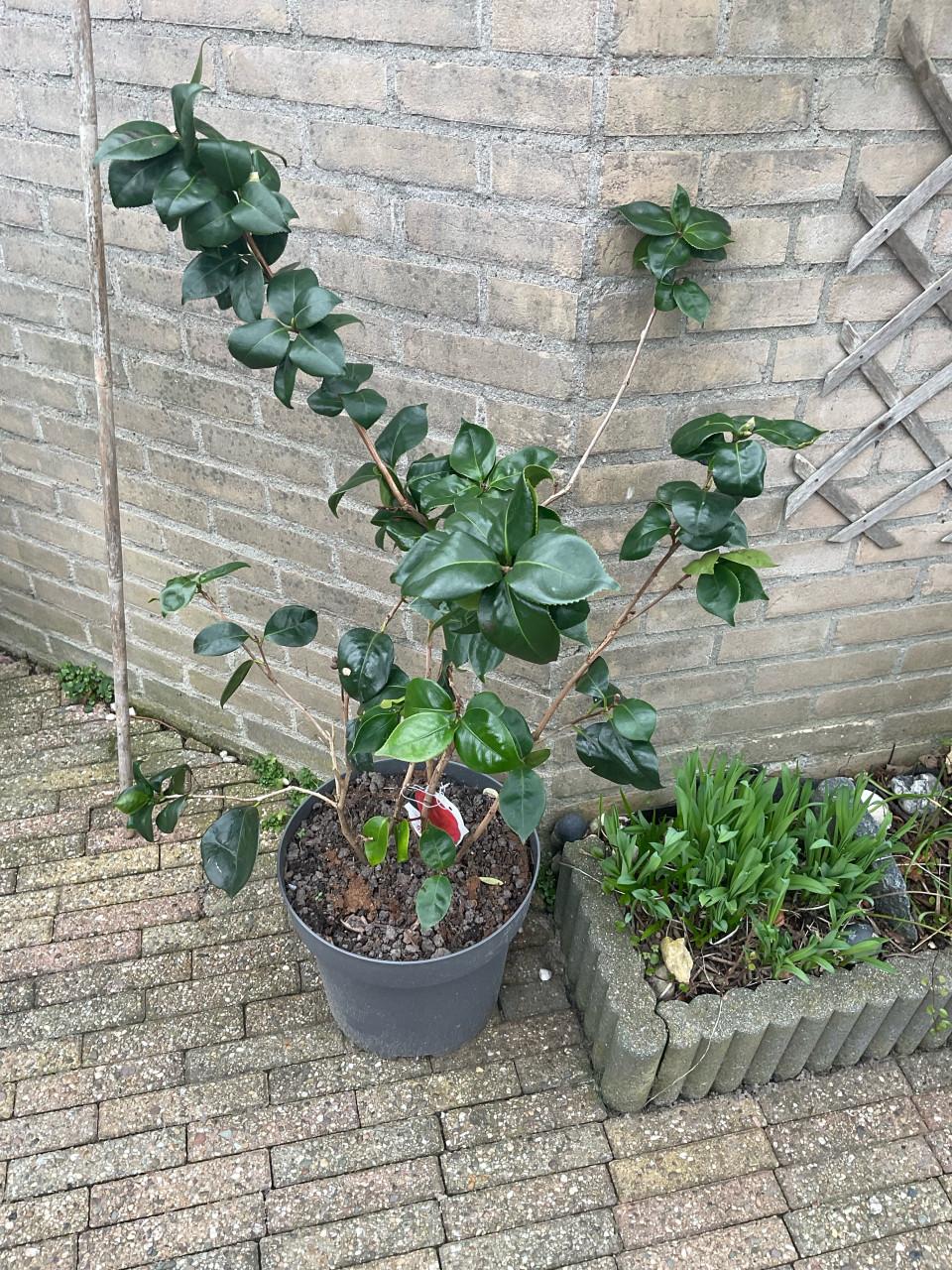 Camelia Japonica