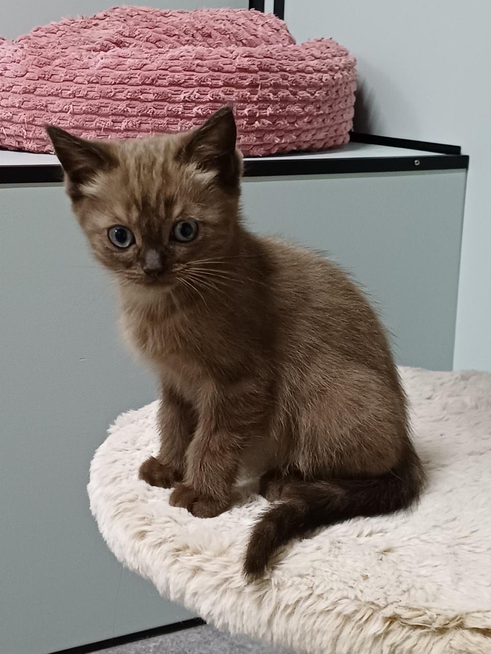Prachtig getekend poesje Britse Korthaar x Ragdoll kitten